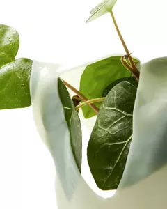 Колагенова маска з хауттюйнією серцевидною ANUA Heartleaf 70 Soothing Collagen Mask, 34 g